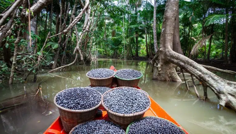 Amazônia já foi povoada por cerca de 10 milhões de pessoas no passado